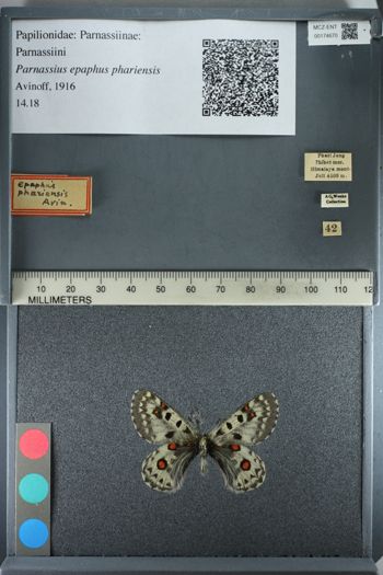 Media type: image;   Entomology 174670